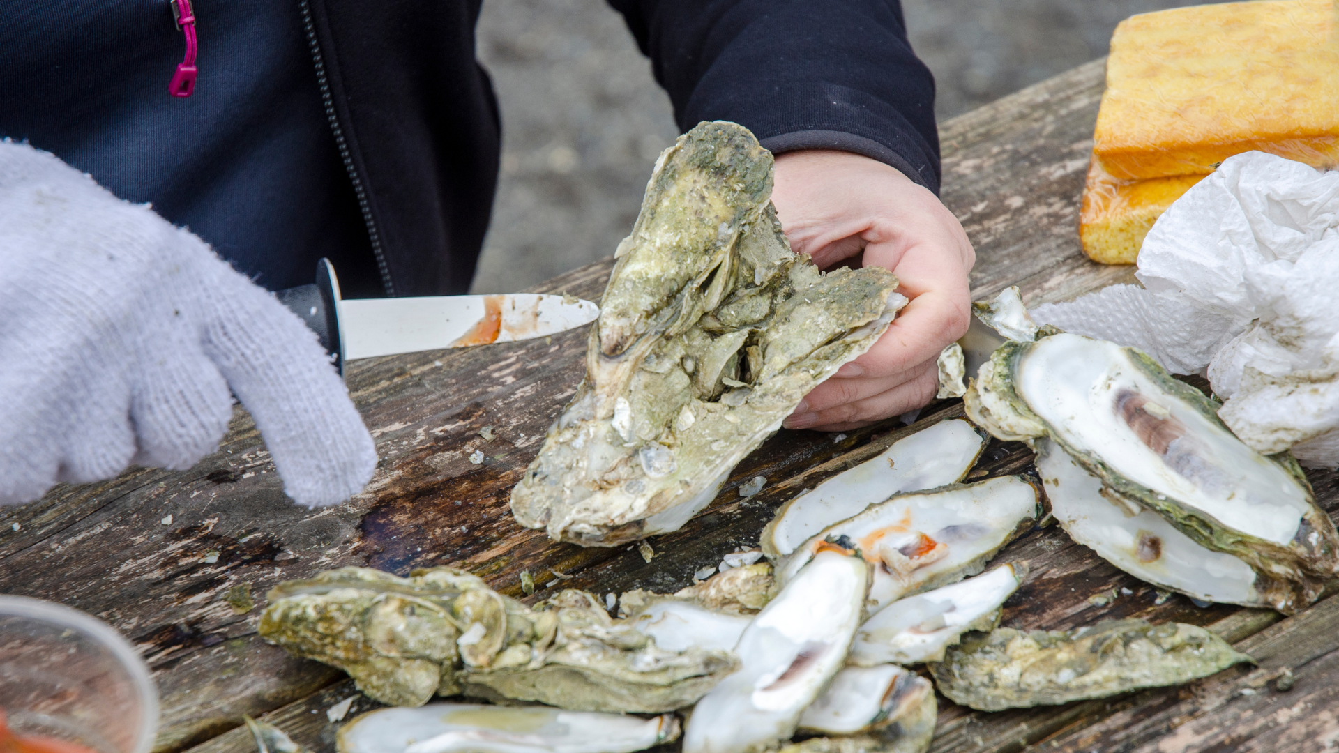 Atlantic Oyster