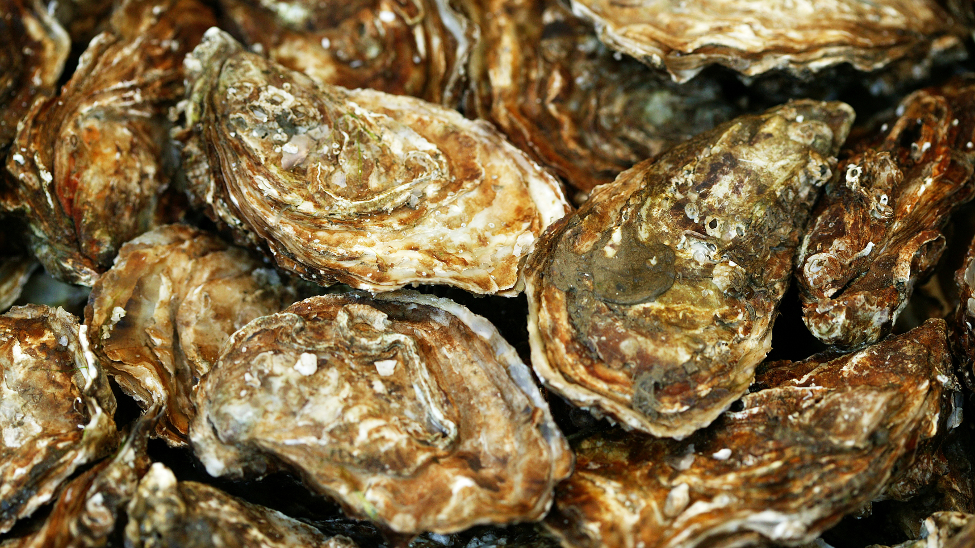 European Flat Oyster