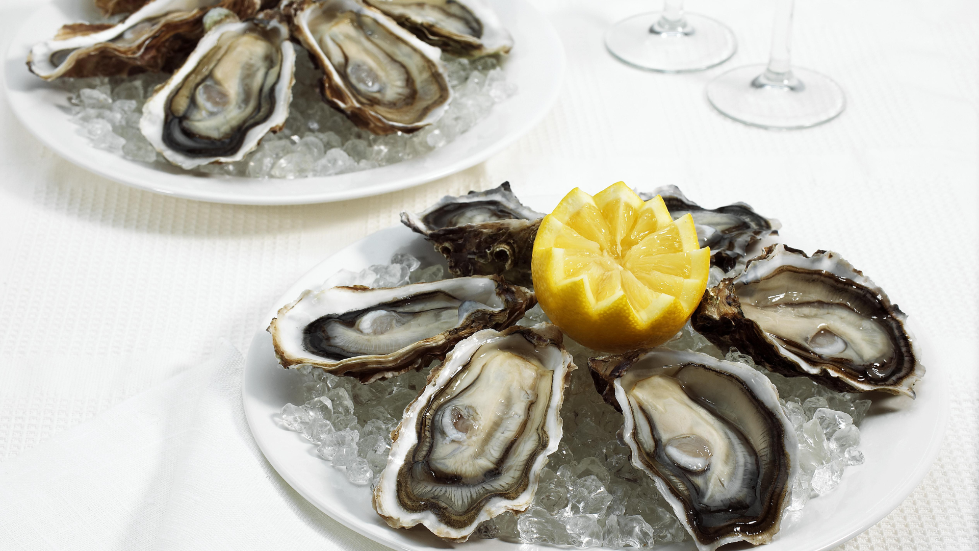 European Flat Oyster