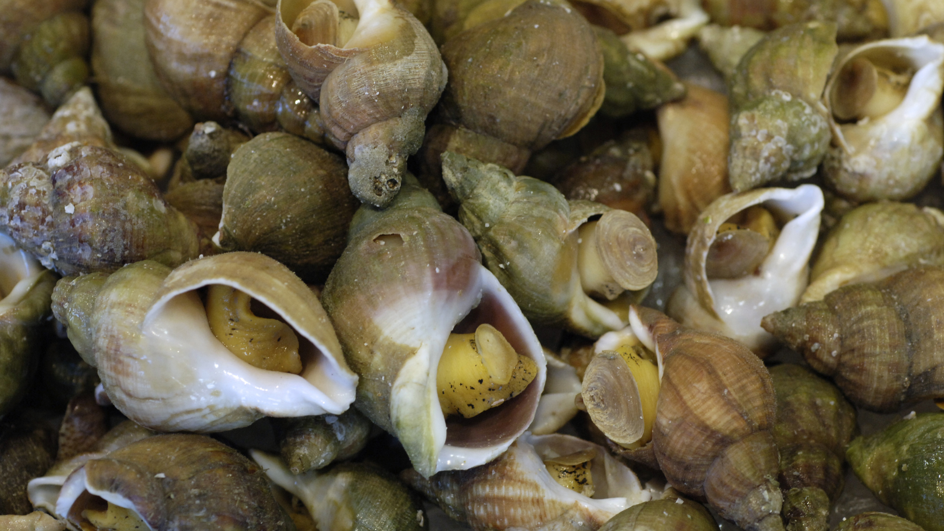 Whelk