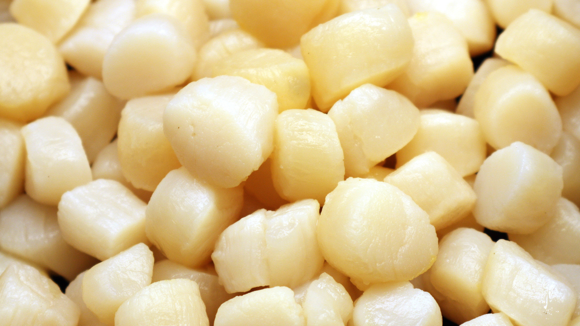 Bay Scallop
