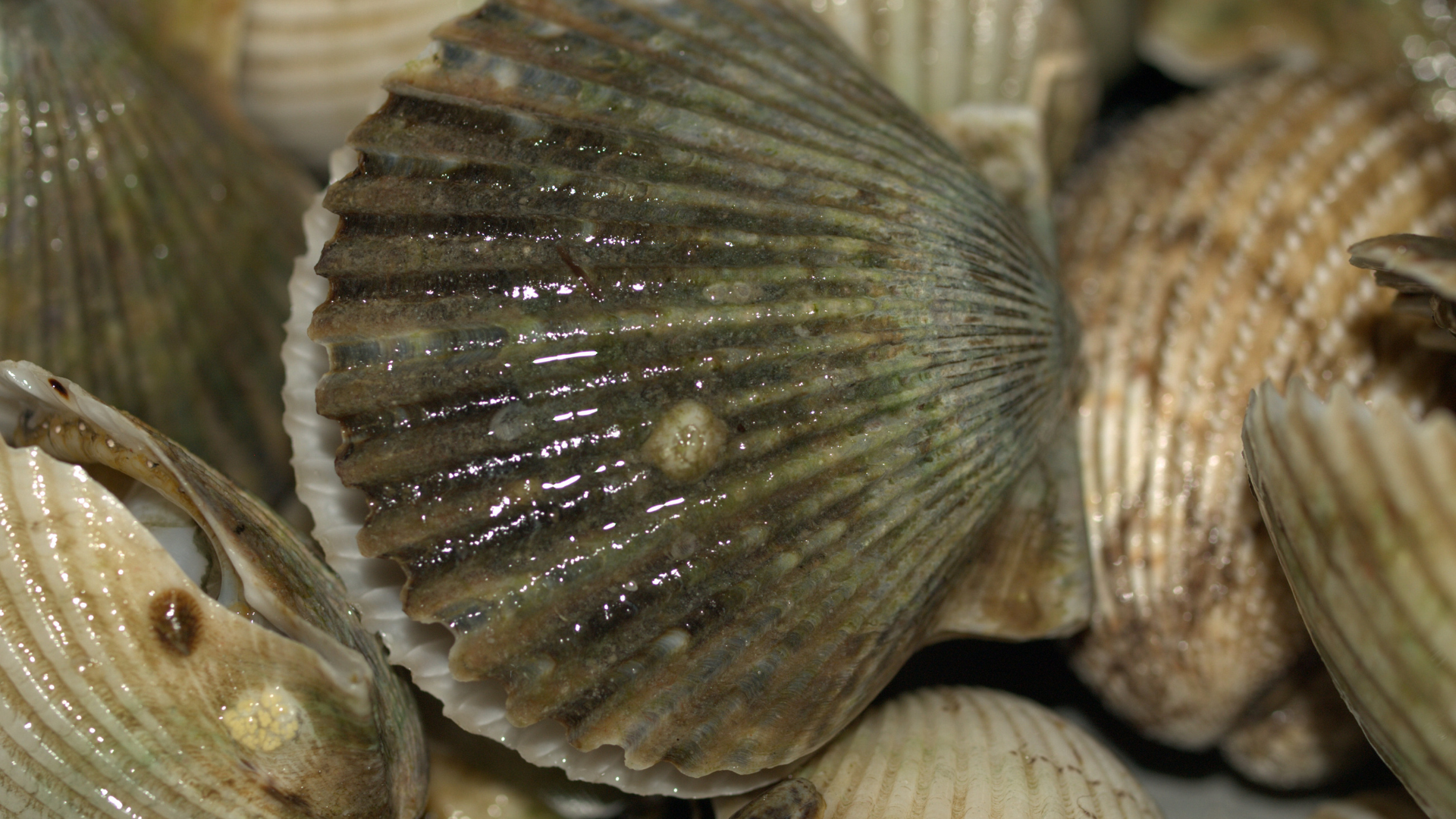 Bay Scallop