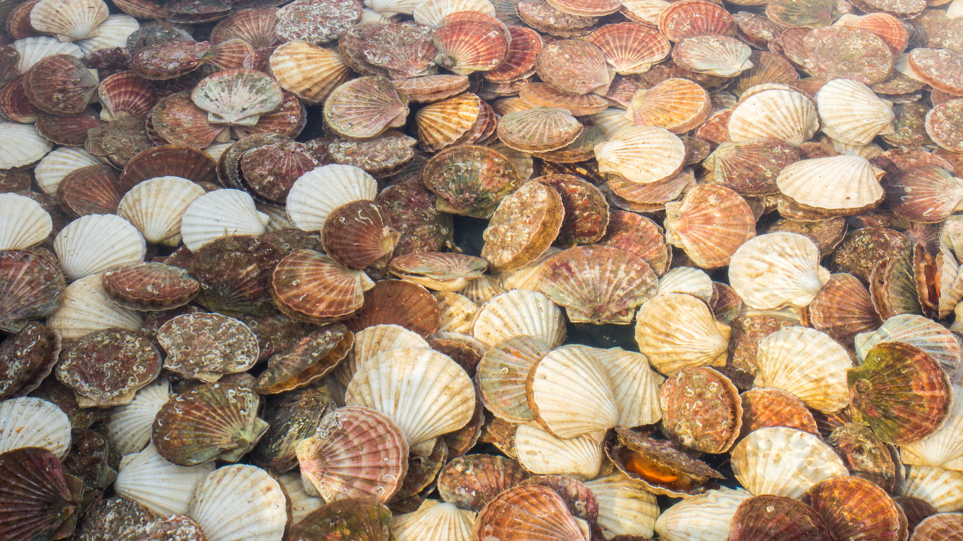Sea Scallop