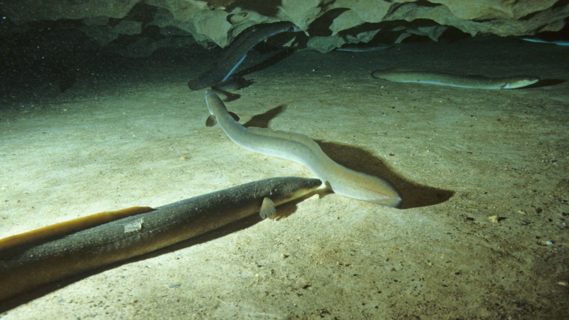 green eel