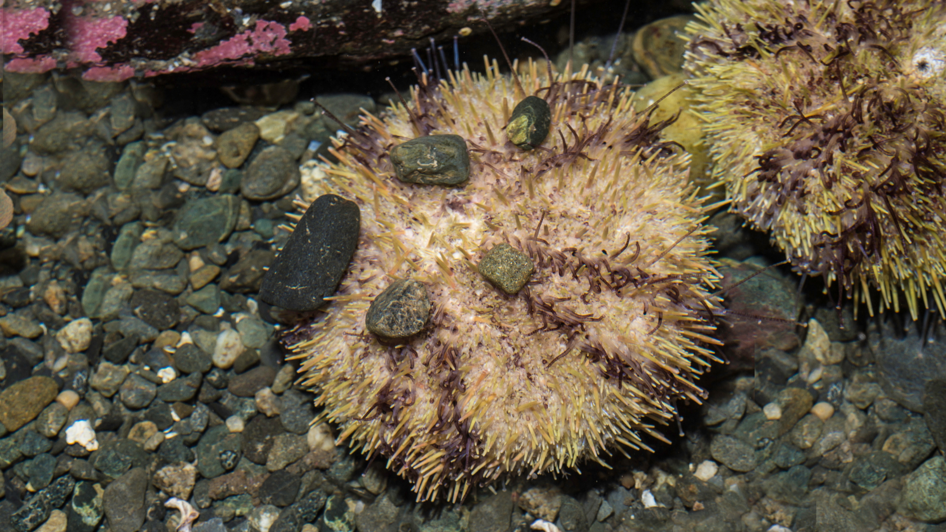 Green Sea Urchin