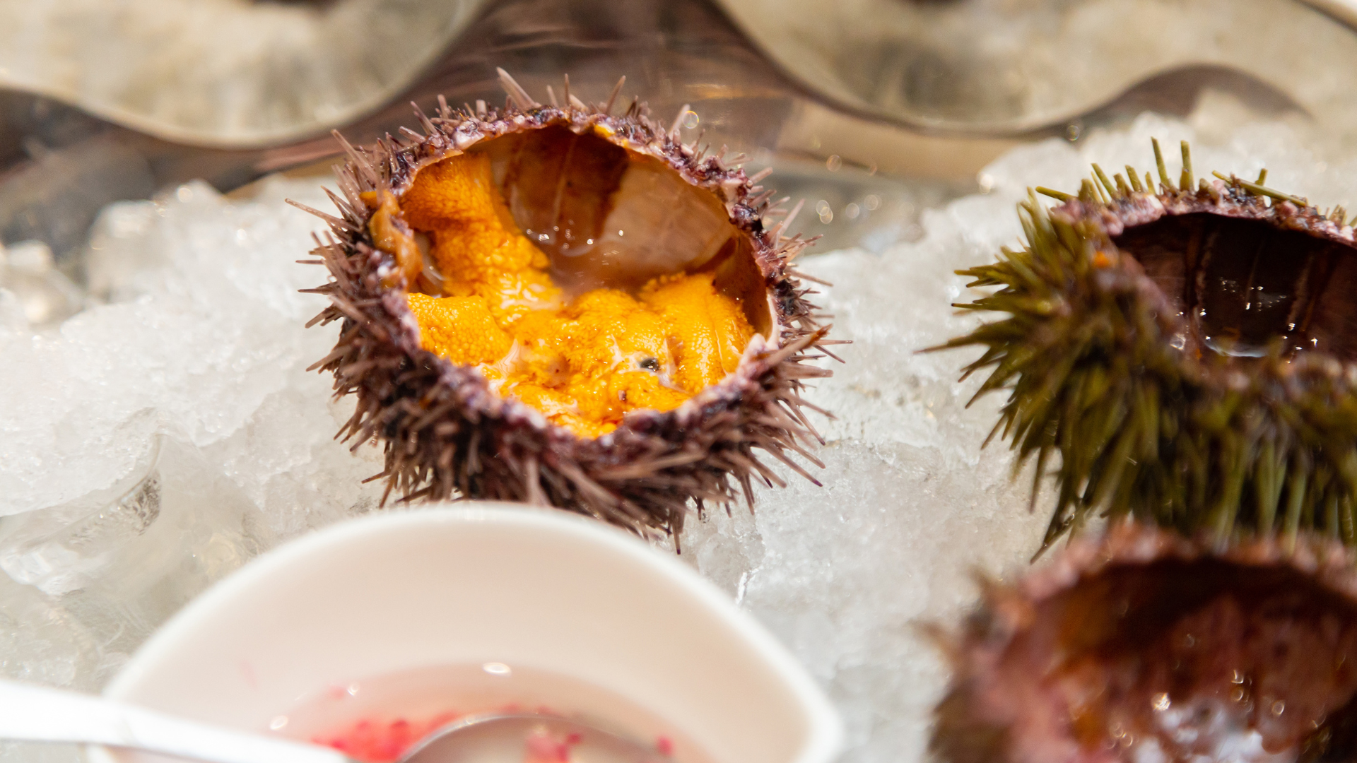Green Sea Urchin