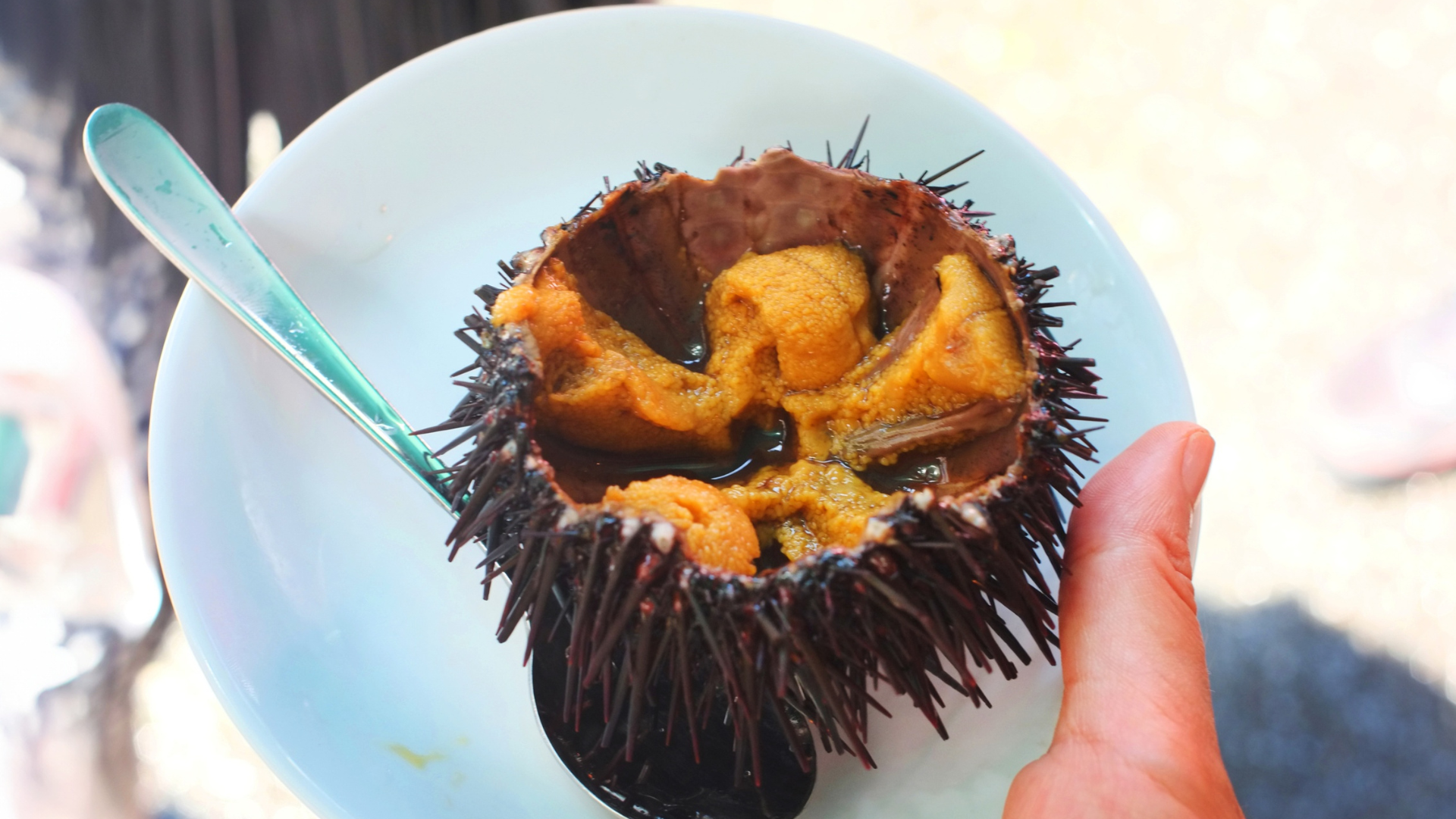Red Sea Urchin