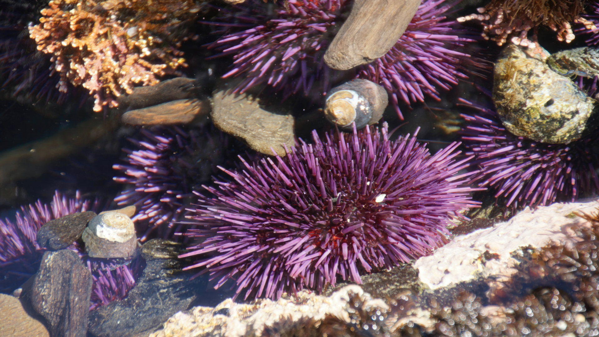 Red Sea Urchin