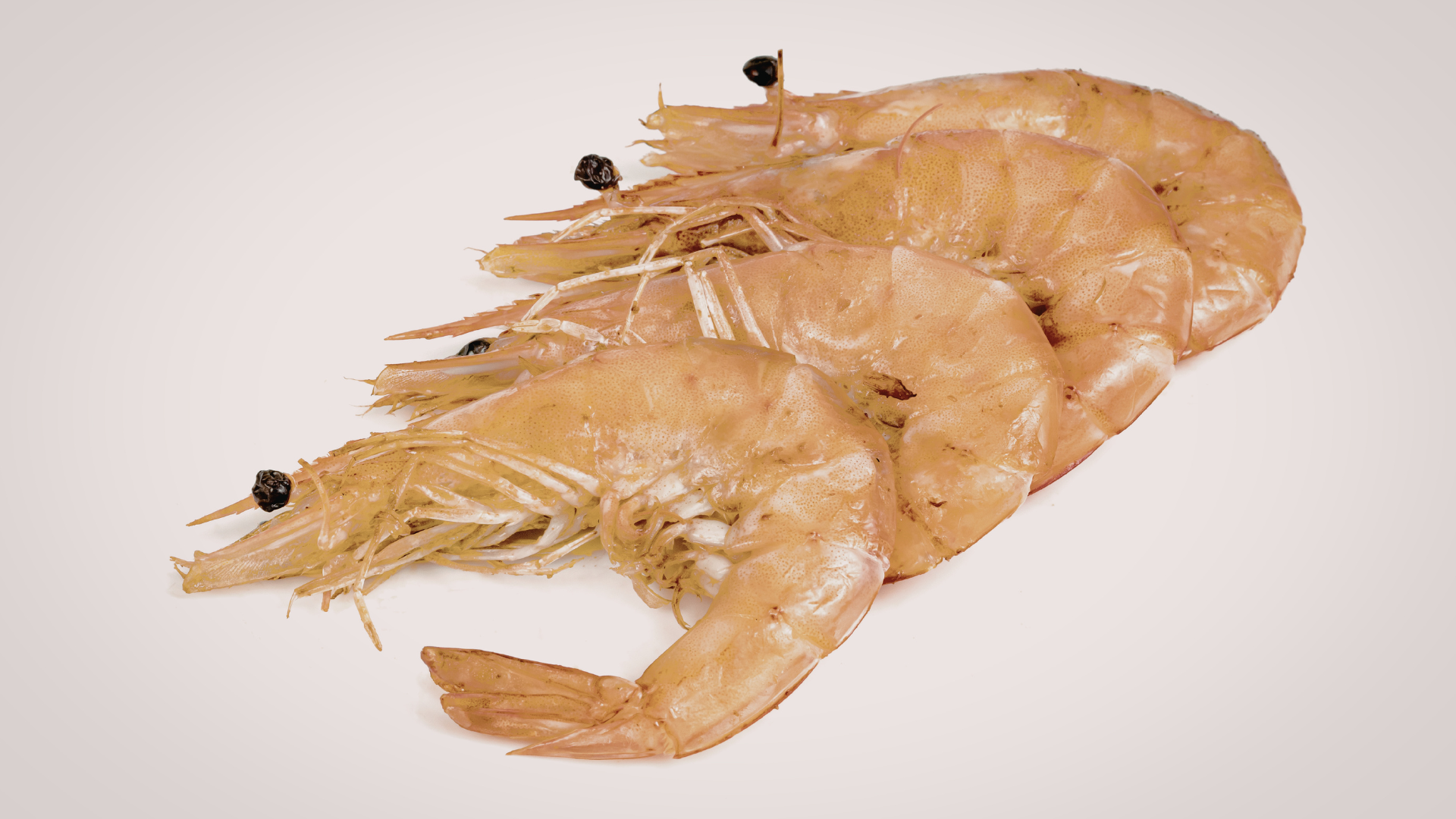 Bay Shrimp