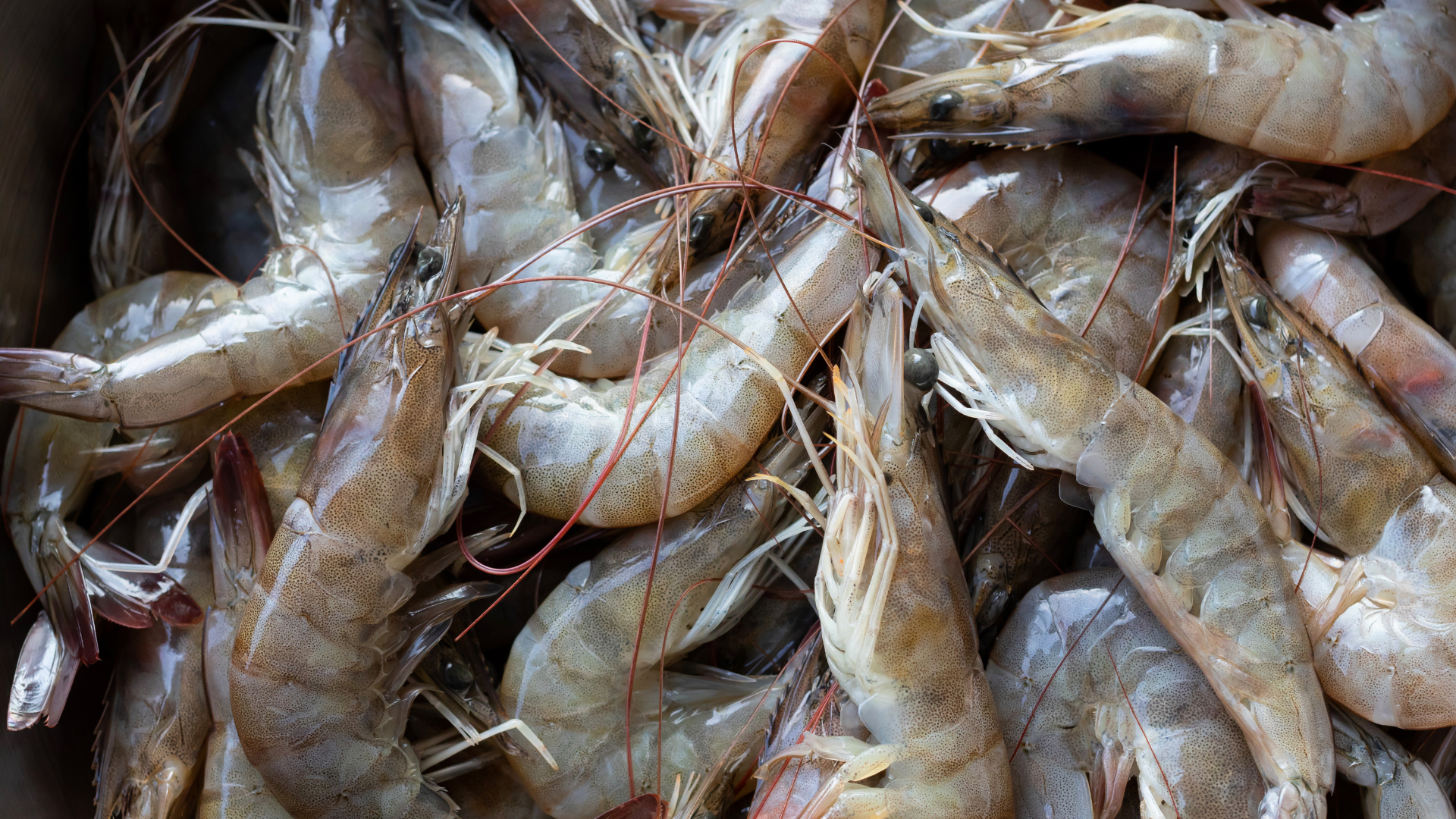 Grass Shrimp