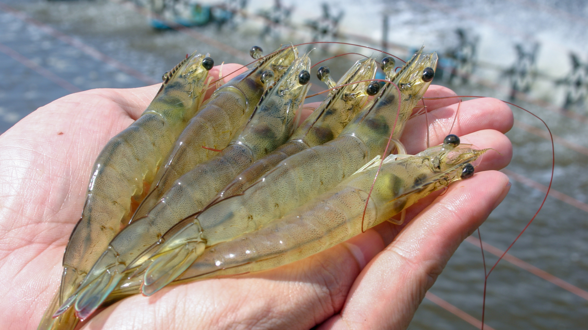 White Shrimp