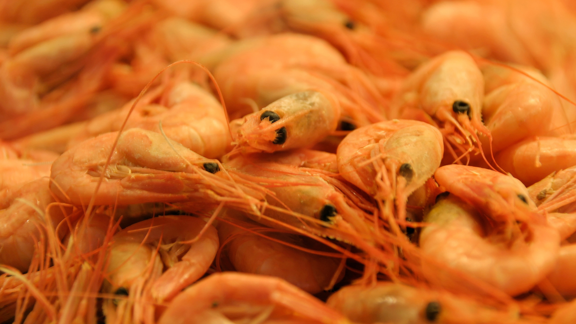 Spot Shrimp
