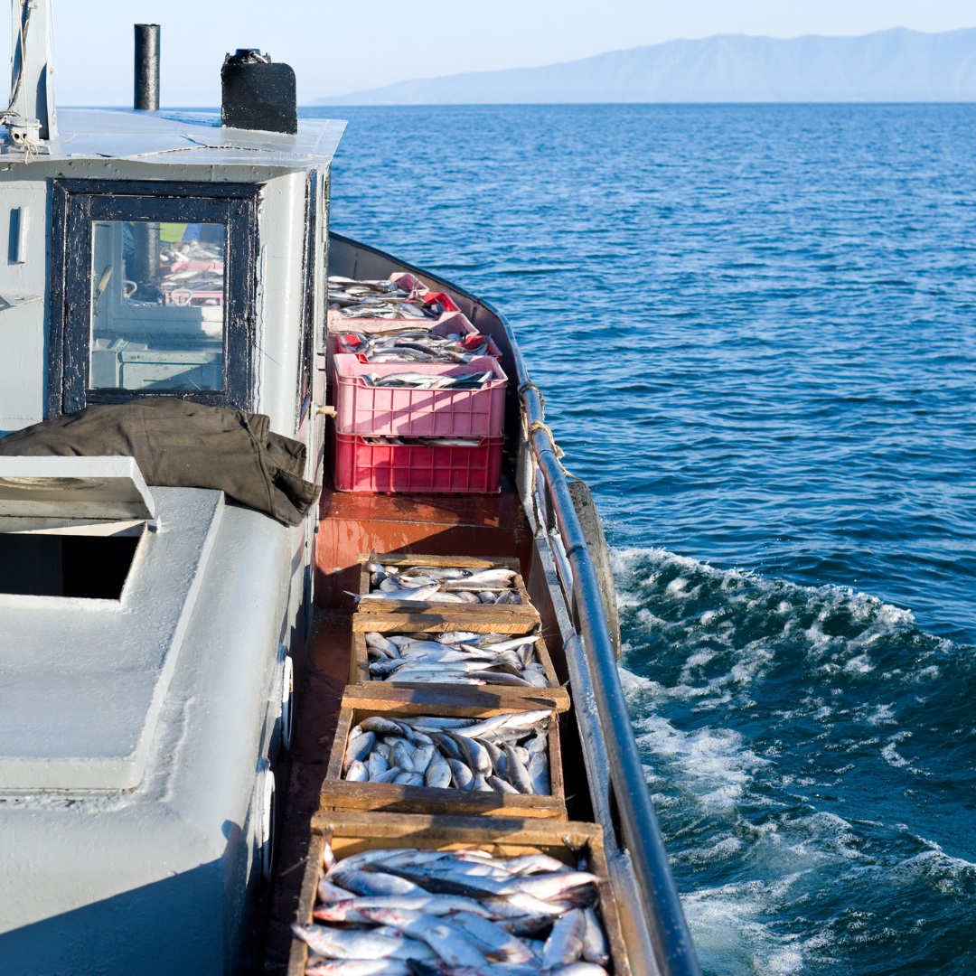 sustainable fishing