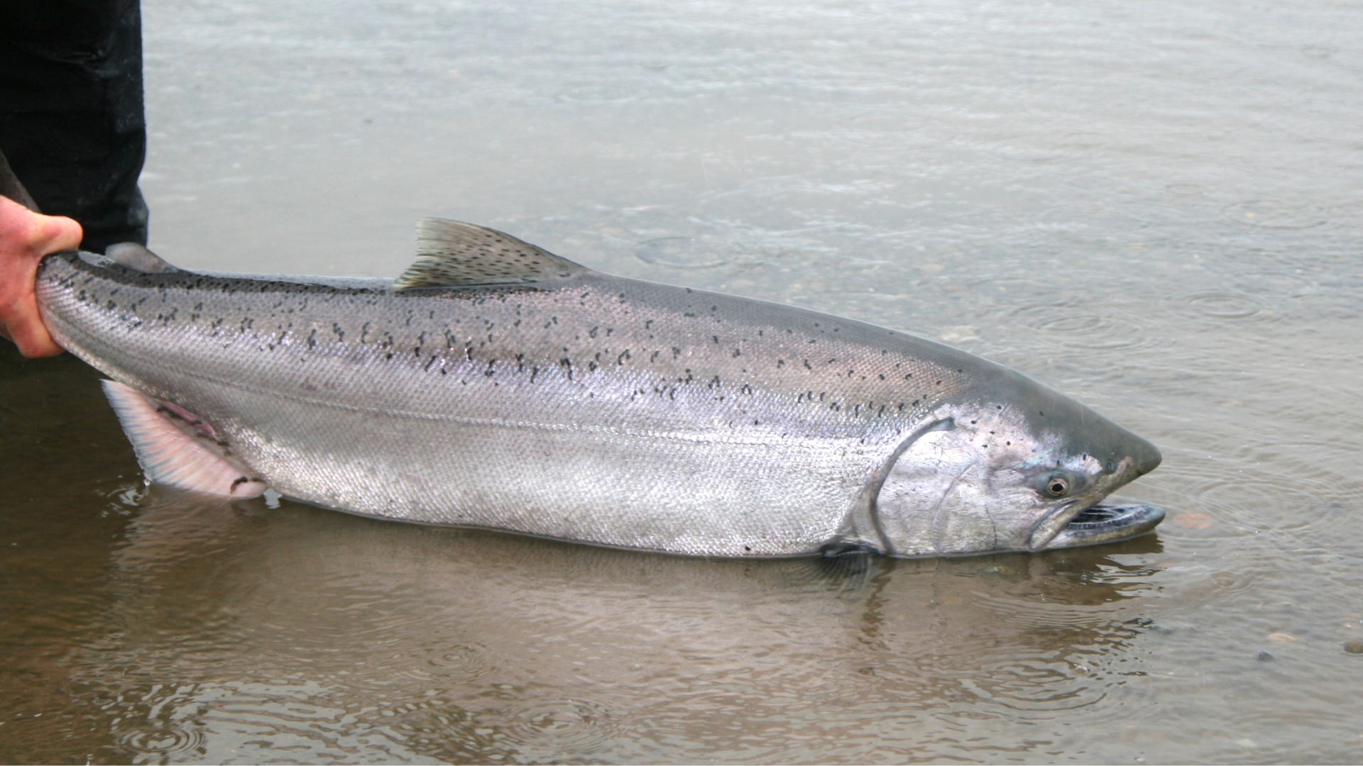 king salmon
