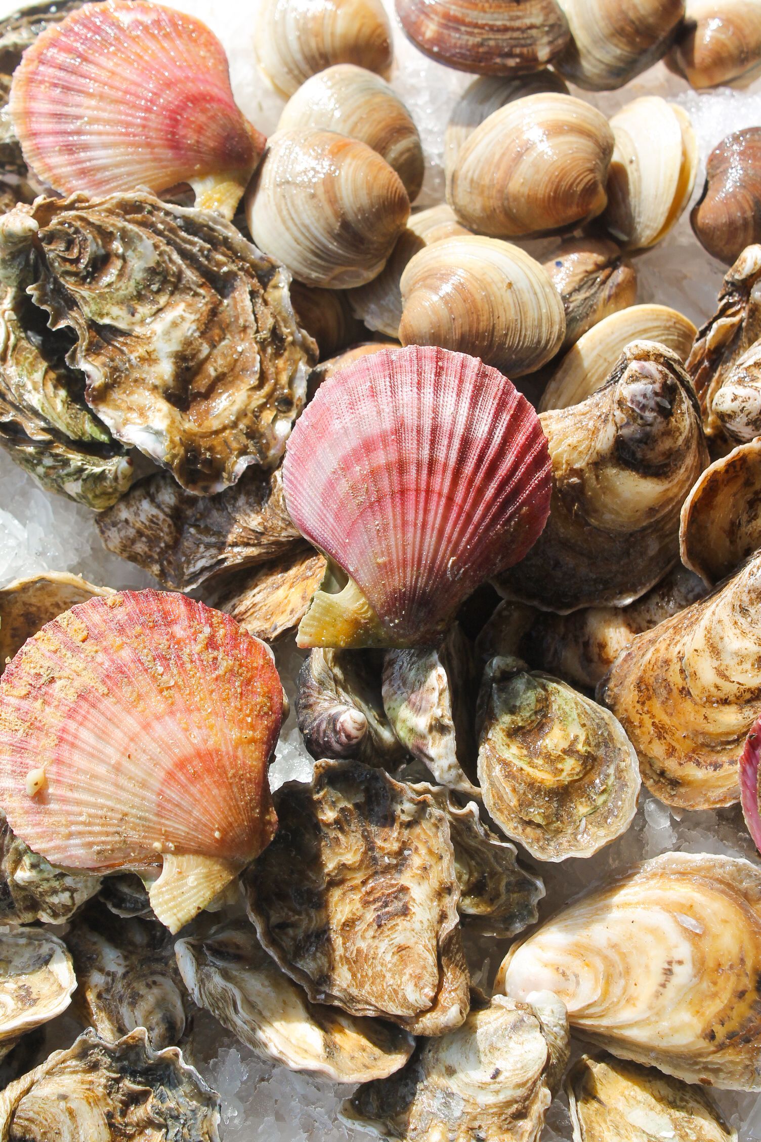 shellfish