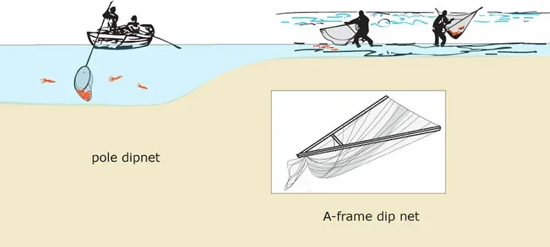 Dip Netting for Shellfish and Finfish