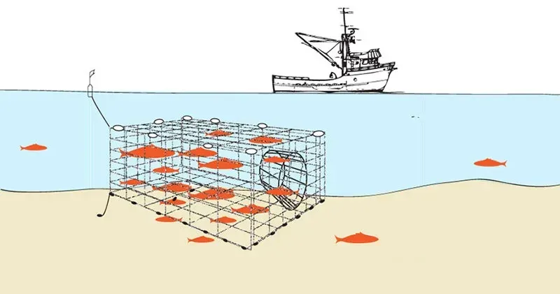 Fish Traps