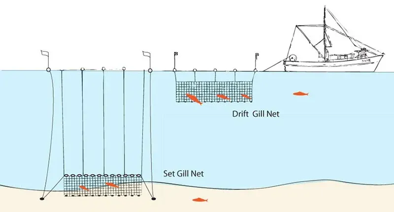 Open Ocean Gillnetting