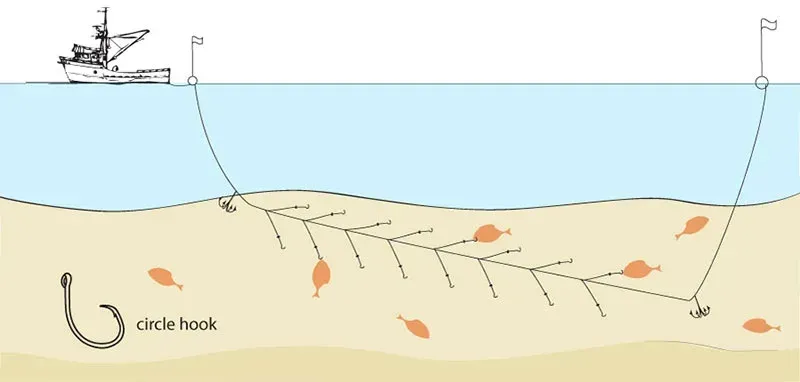 Bottom Longlining