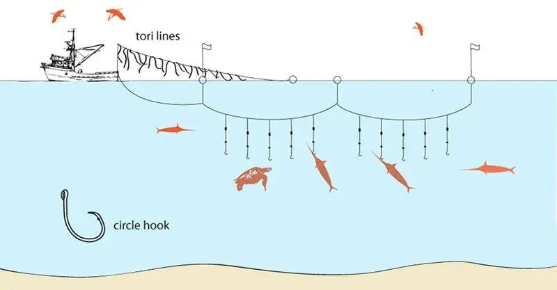 Midwater Longlining