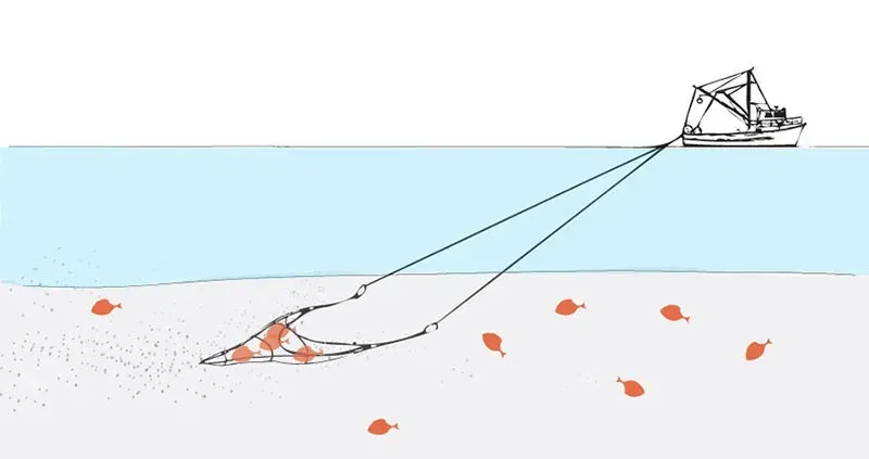 Sandy & Muddy Soft Bottom Trawling
