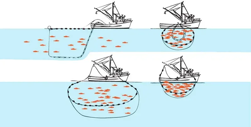 Purse Seining
