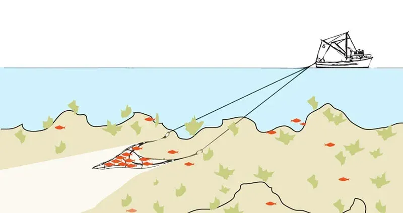 Rocky Bottom Trawling