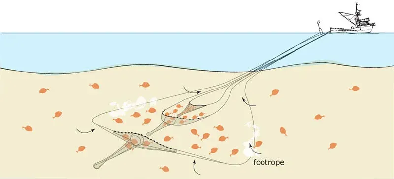 Danish and Scottish Seining