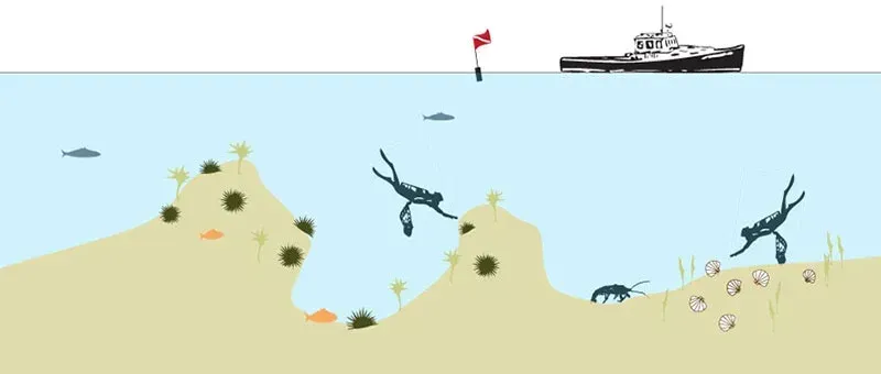 Diving
