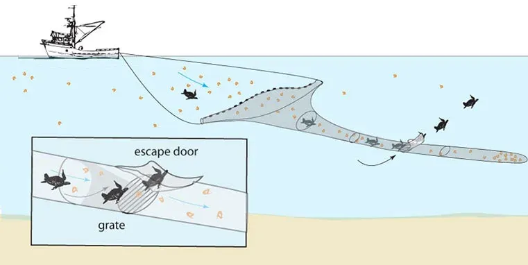 Bycatch Reduction Devices (birds)