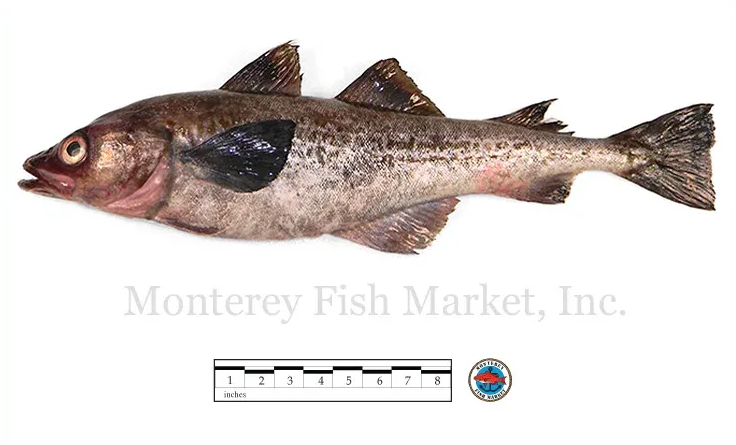 alaska pollock