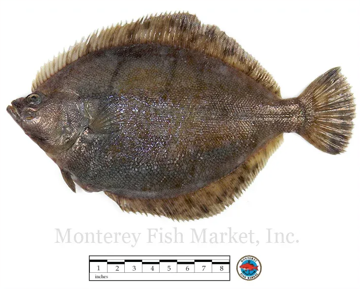 rock sole