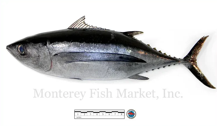 albacore