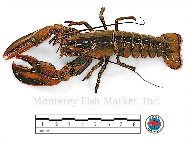 American Lobster