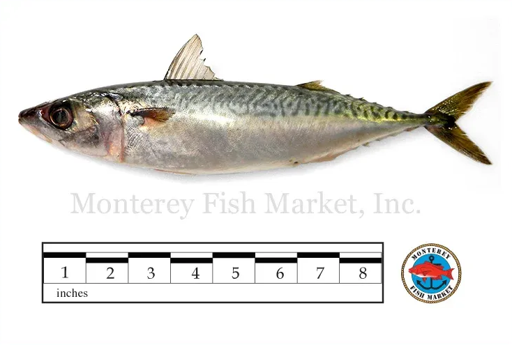 american mackerel