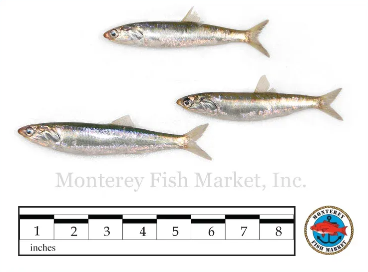 anchovy