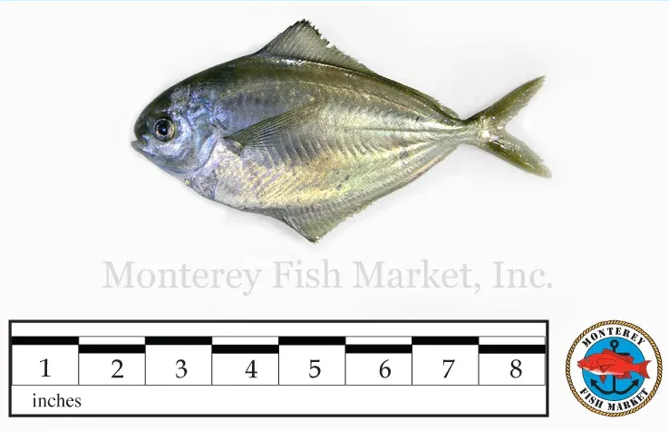 atlantic butterfish