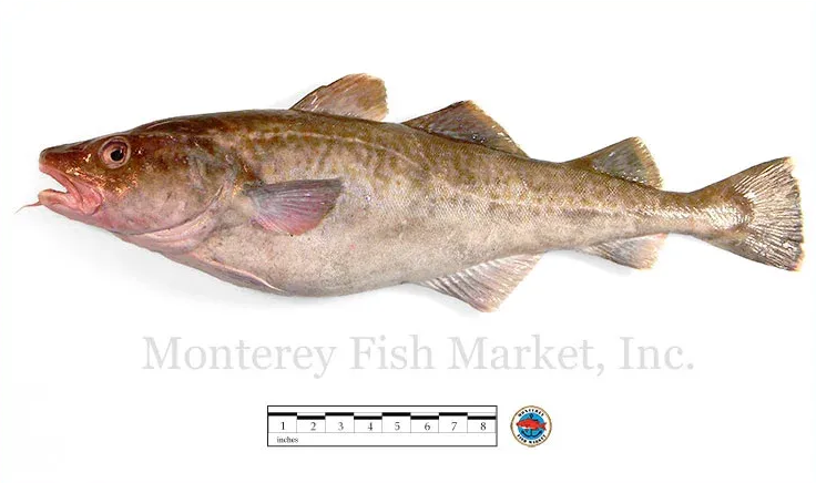 atlantic cod