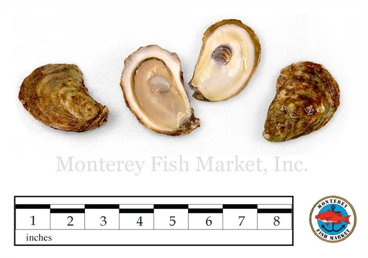 Atlantic Oyster