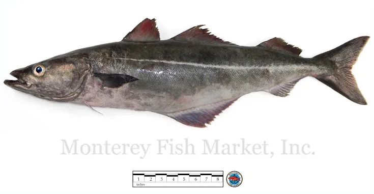 atlantic pollock