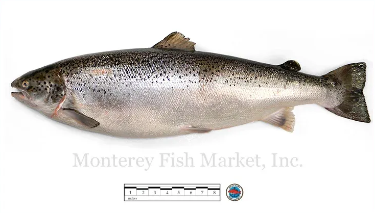 farmed salmon