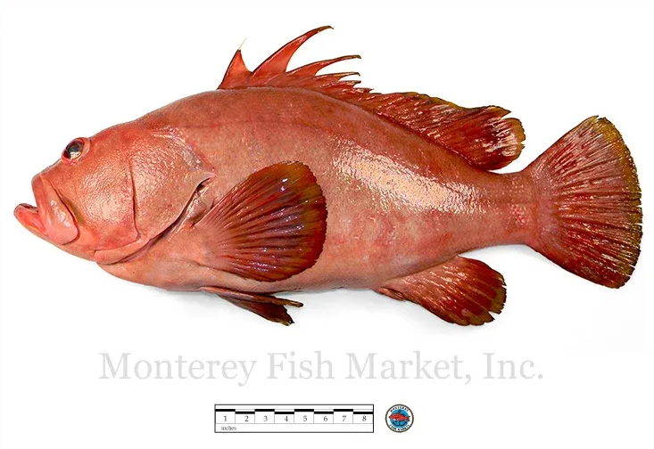 Baqueta Grouper