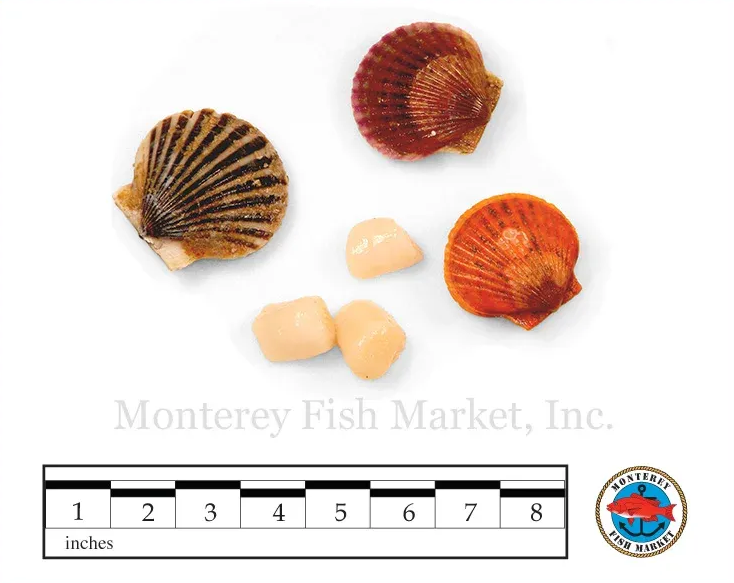 Bay Scallop
