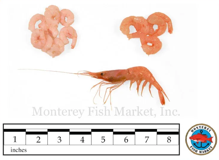 Bay Shrimp