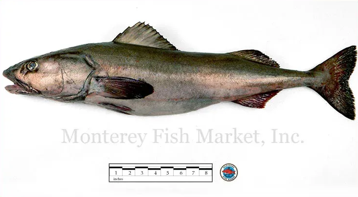 black cod
