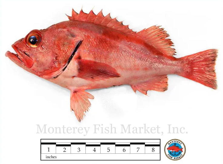 Blackgill Rockfish