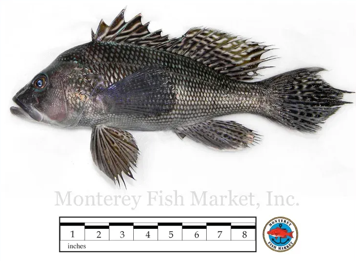 black sea bass