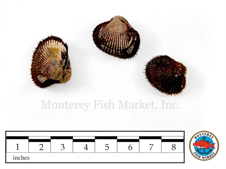 blood clams