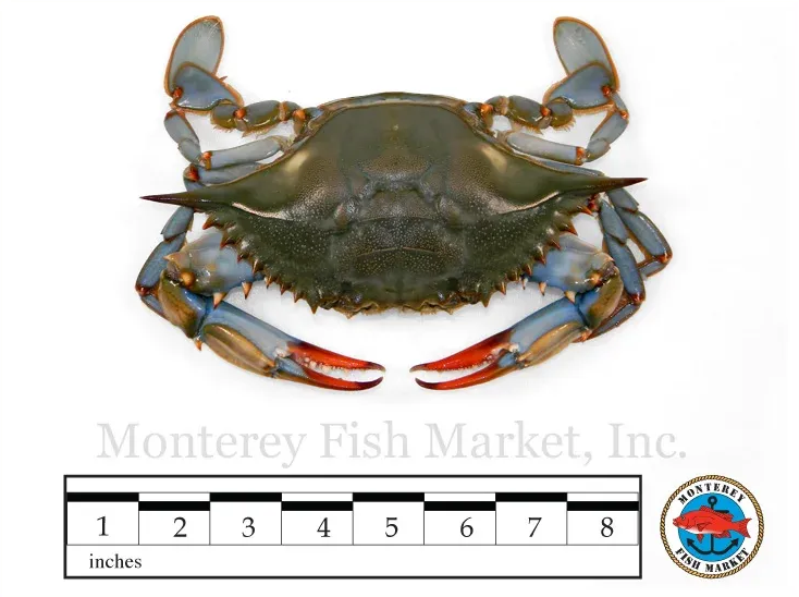 Blue Crab