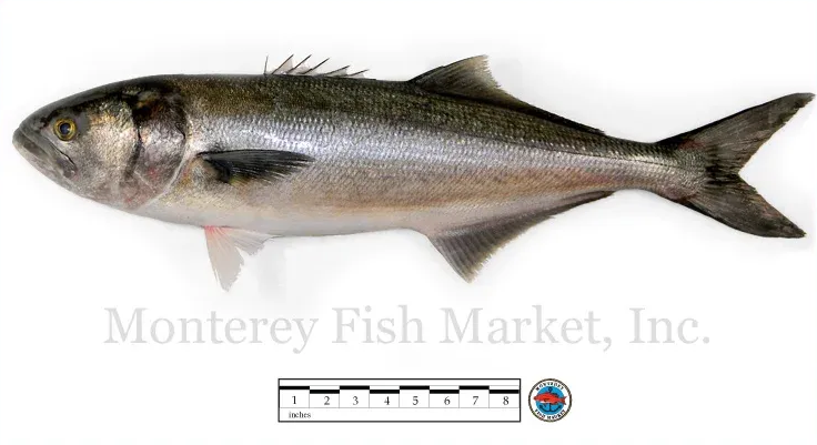 bluefish